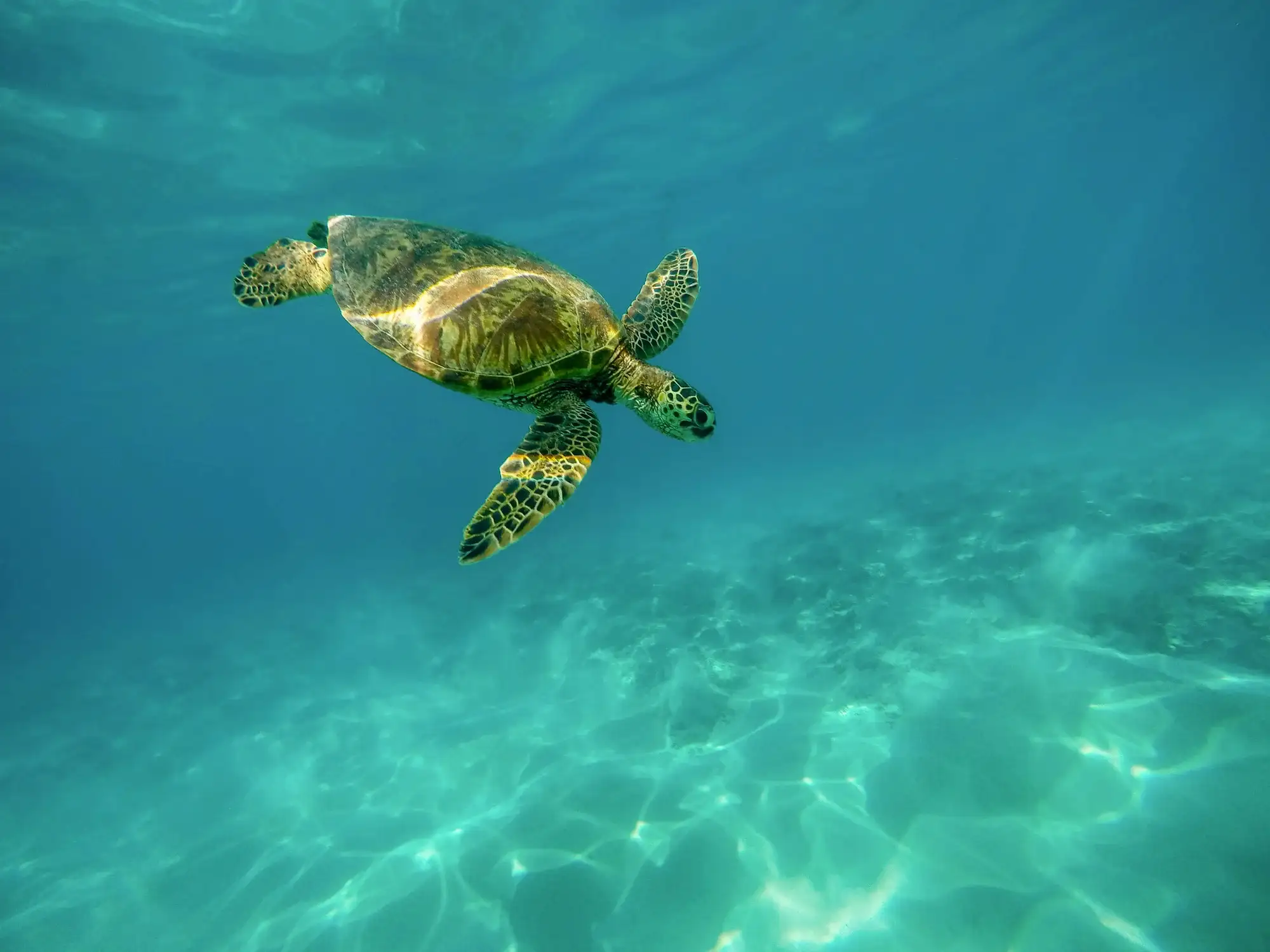 A green sea turtle gliding over sunlit sand in clear Hawaiian water